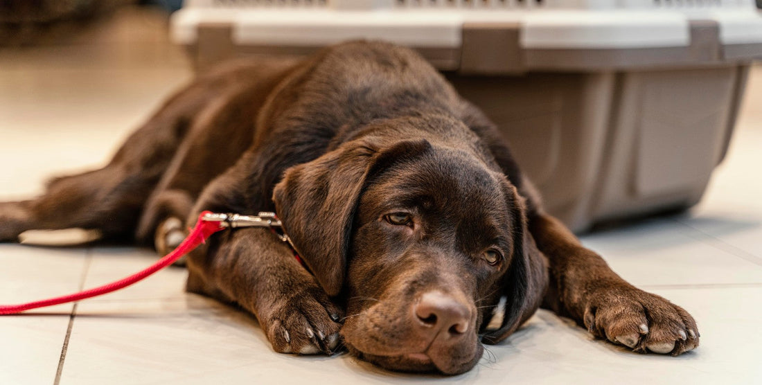 Hund liegt vor einer Transportbox