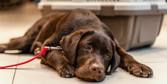 Hund liegt vor einer Transportbox
