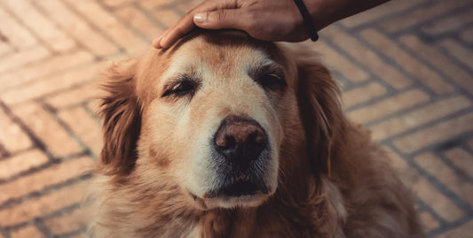 Älterer Hund wird am Kopf gestreichelt