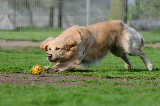 Hund rennt auf der Wiese und vor ihm ist ein kleiner Ball.