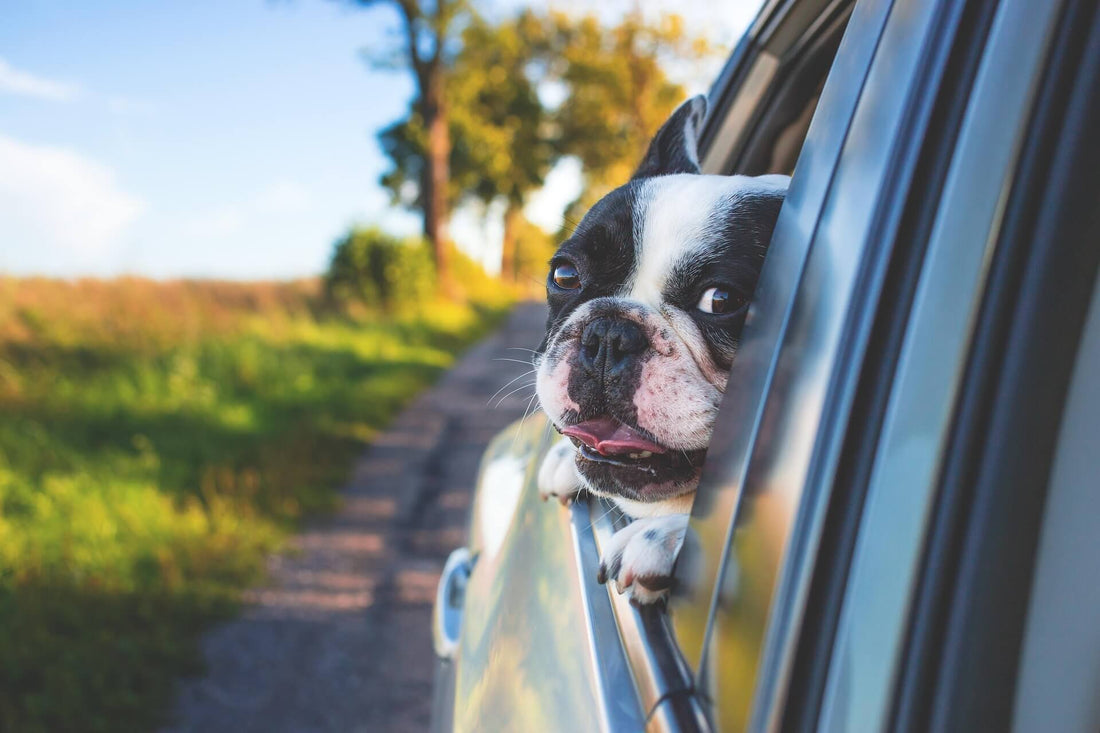 Hund guckt aus dem Auto. Fährt auf der Straße. Im Hintergrund sieht man Bäume.