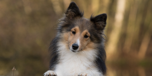 Nahaufnahme eines Hundes