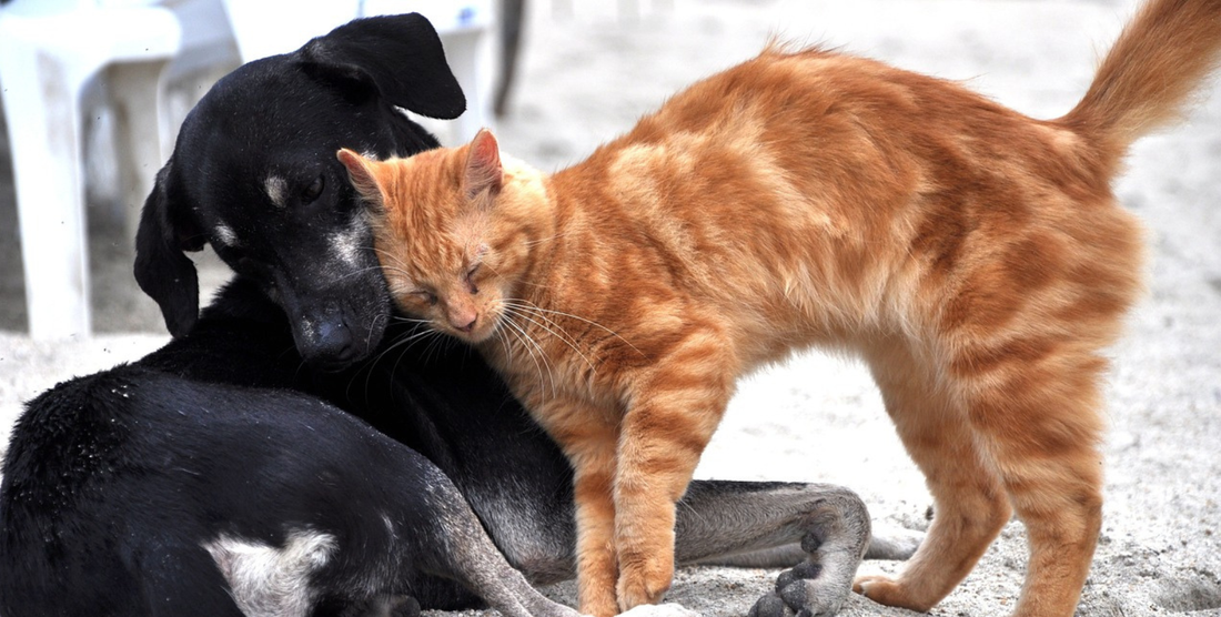 Hund und Katze kuscheln zusammen