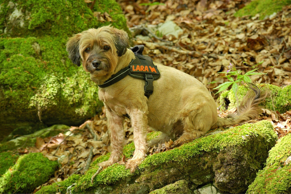 Hund sitzt und hat ein Hundegeschirr an.