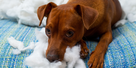 Hund liegt auf dem Boden und hat Füllmaterial aus einem Kissen herausgerissen.