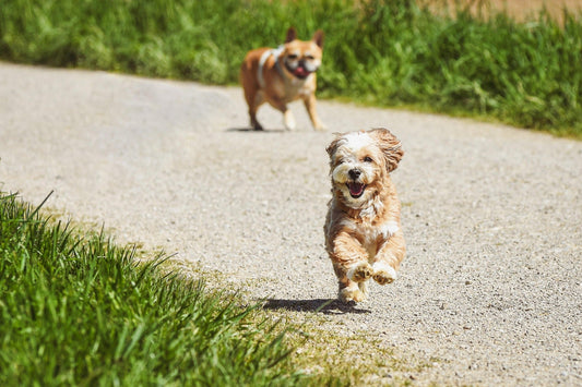 Zwei Hunde rennen.
