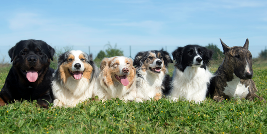 Mehrere Hunde liegen auf einer Wiese
