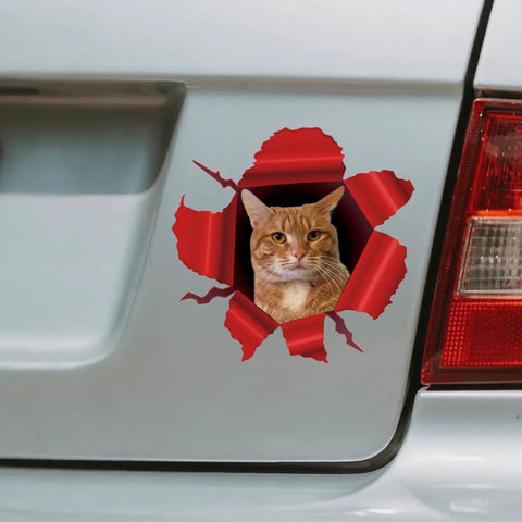 Personalisierter Autoaufkleber - Spähendes Foto mit Katze - Featured Image